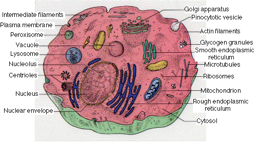 plant cell animal cell venn diagram. plant vs animal cells animal