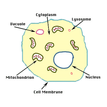 animal cell model images. of animal cell model